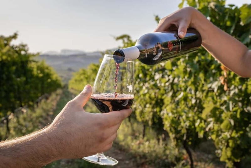 Salerno: Wine Tasting with Vineyard and Olive Grove Visit - Key Points