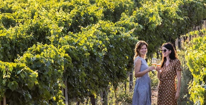 Salerno: Wine Tasting with Vineyard and Olive Grove Visit - What to Expect from This Tour