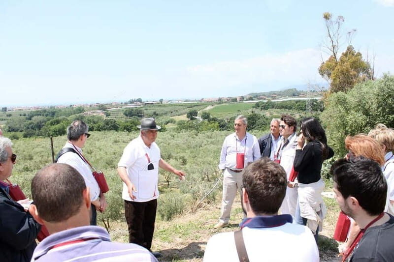 Salerno: Wine Tasting with Vineyard and Olive Grove Visit - Real Travelers Insights