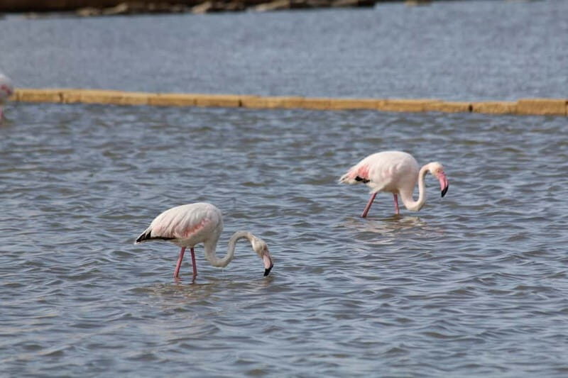 Salina Maria Stella di Trapani: Birdwatching in search of flamingos - What to Wear and Bring