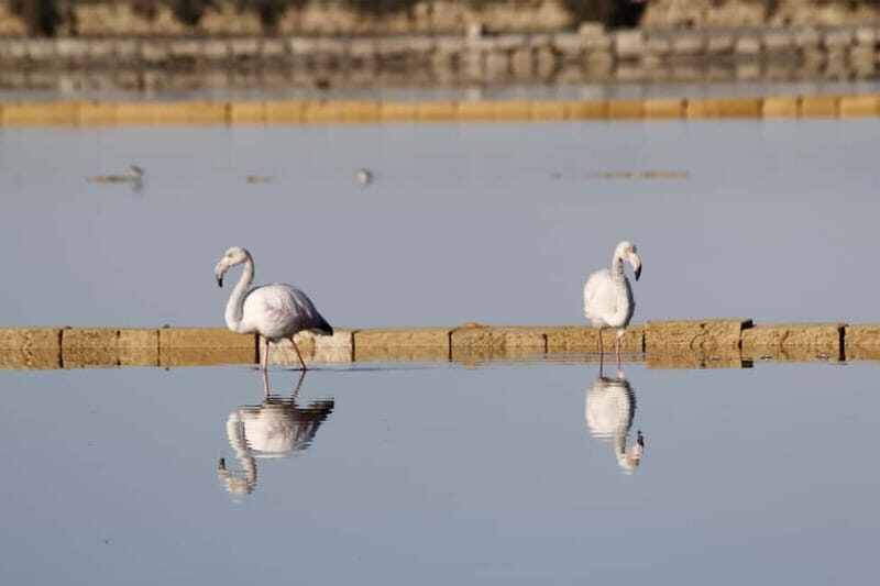 Salina Maria Stella di Trapani: Birdwatching in search of flamingos - Who Will Love This Tour?