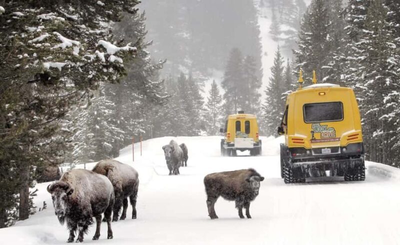 Salt Lake City: 3-Day Yellowstone Winter Wildlife Tour - Key Points