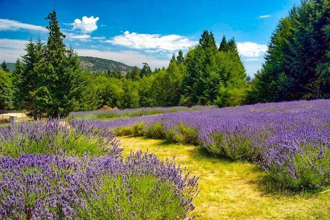 Salt Spring Island "Artisan Trail" Hop On Hop Off Tour! - Summary