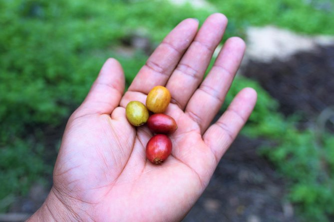 Salto Del Tequendama and Hacienda Del Cafe (Private Tour) - Inclusions and Exclusions