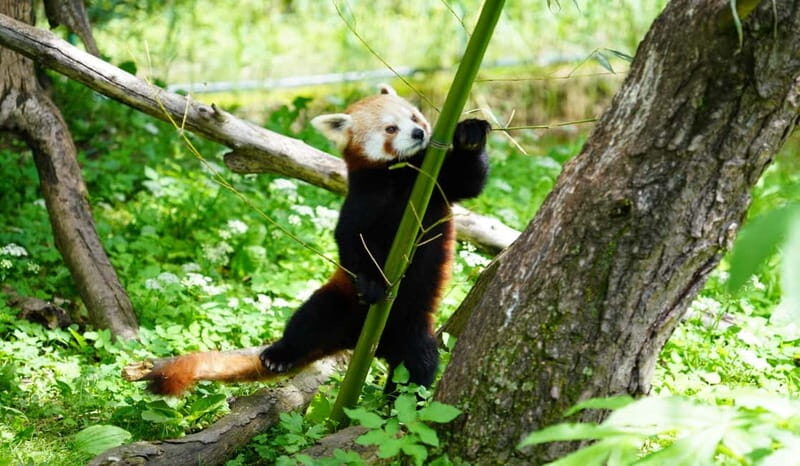 Salzburg Zoo Hellbrunn Skip-the-line Tickets & Private Car - An Introduction to Salzburg Zoo Hellbrunn Tour