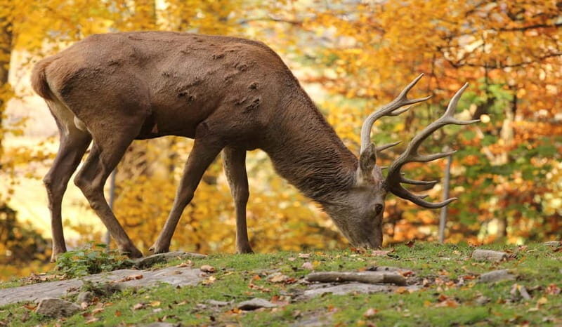 Salzburg Zoo Hellbrunn Skip-the-line Tickets & Private Car - The Itinerary in Detail