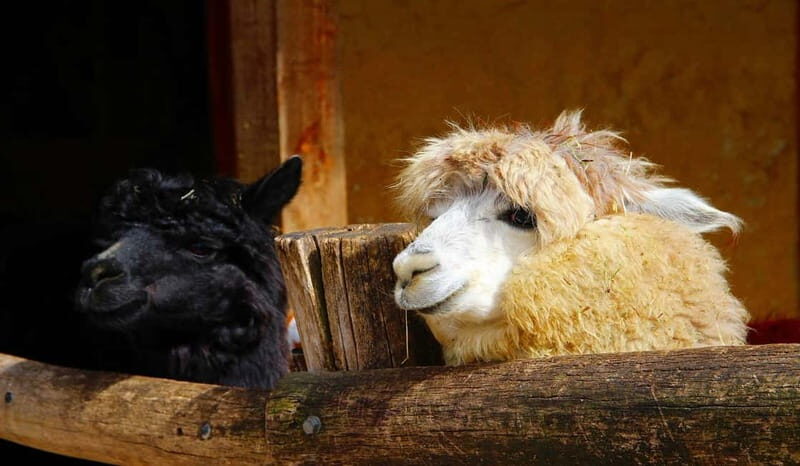 Salzburg Zoo Hellbrunn Skip-the-line Tickets & Private Car - Why This Tour Offers Great Value