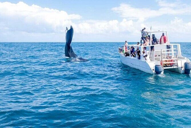 Samaná Adventure El Limón Waterfall Cayo Levantado Island Tour - Pricing & Value