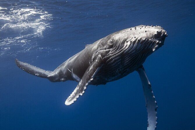 Samana Bay and Cayo Levantado Whale Watching Tour from Punta Cana - Final Thoughts: Is This Tour Right for You?