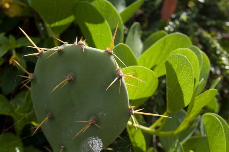 Samana Bay: Cayo Levantado Snorkeling and Kayaking Tour - Key Points
