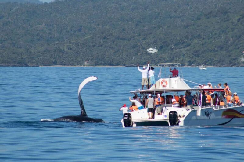 Samana: Bay of Samana Whale Watching Experience - FAQ