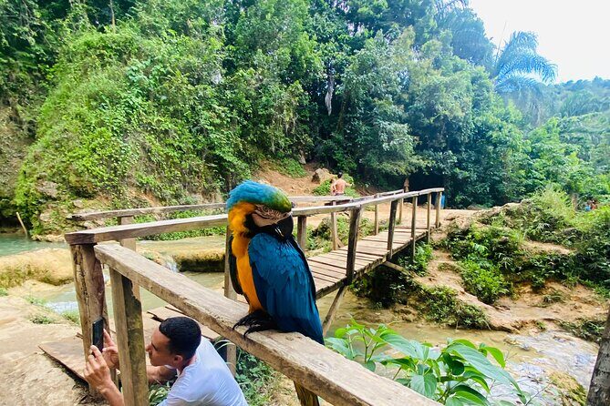 Samaná, Cayo Lemon Waterfall from Punta Cana - An In-Depth Look at the Tour Itself