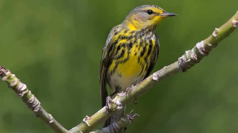 Samaná: El Limón Zipline Adventure with 10 Cables - The Sum Up