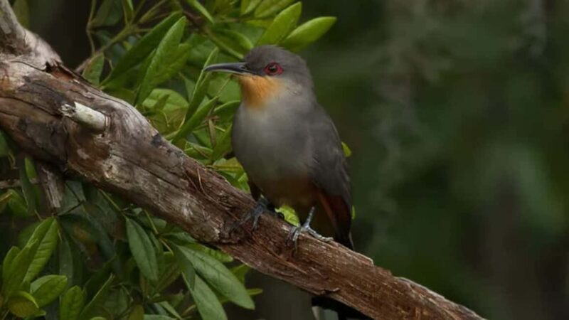 Samaná: El Limón Zipline Adventure with 10 Cables - FAQ