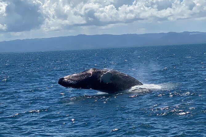 Samana Full Day Waterfall, Safari and Beach - FAQ