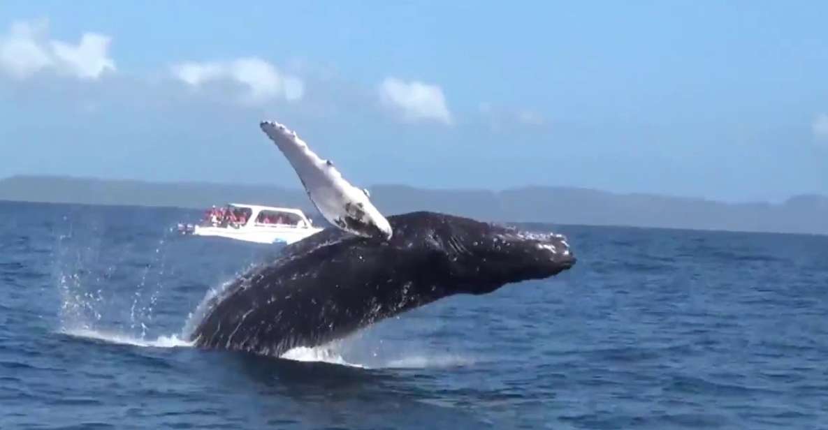 Samana: Guided Day Trip With Buffet Lunch and Whale Watching - Important Information