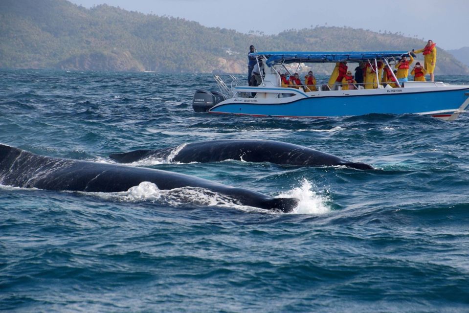 Samana: Guided Day Trip With Buffet Lunch and Whale Watching - El Limon Waterfall