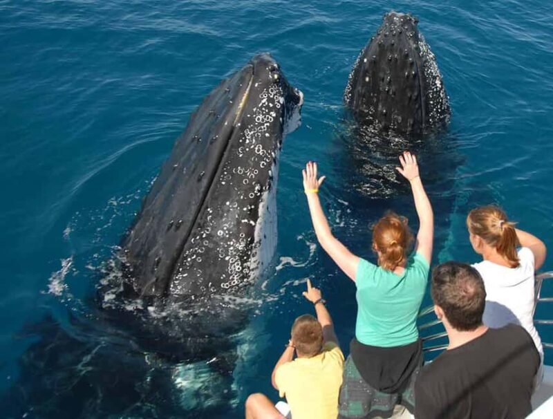 Samana: Half Day Whale Watching Humpback Whale Watching - From Reviews to Reality