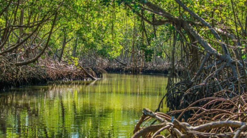 Samaná: Los Haitises and Cayo Levantado with Hotel Stay - Final Thoughts: Who Will Love This Tour?