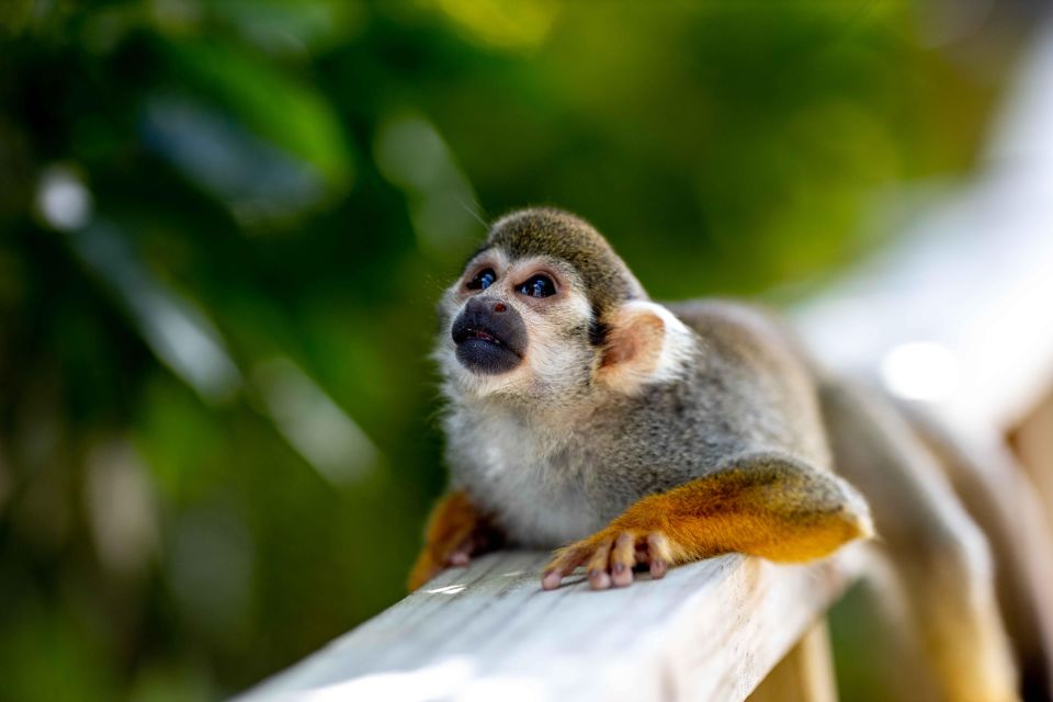 Samana: Monkeyland and Open-Air Safari Truck Tour - Highlights of the Experience