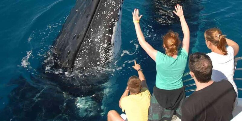 Samaná: Private Catamaran Whale Watching Tour with Drinks - An Authentic Look at the Experience