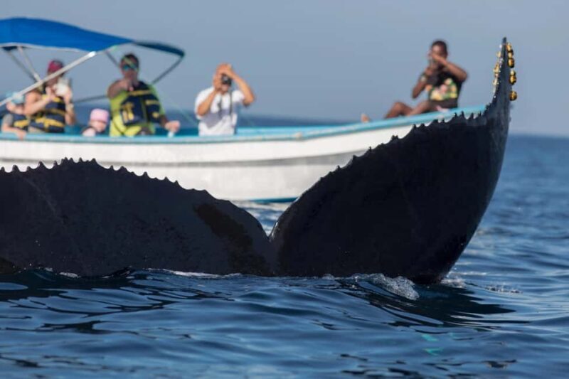 Samaná: Private Catamaran Whale Watching Tour with Drinks - The Itinerary in Detail