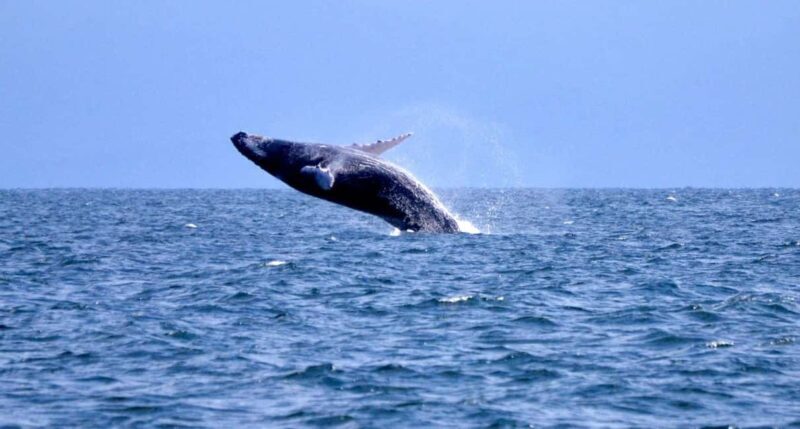 Samanà Whale Watching and Bacardi Island Tour From Bayahibe - Key Points