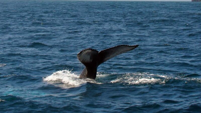 Samanà Whale Watching and Bacardi Island Tour From Bayahibe - Practical Tips for Taking the Tour