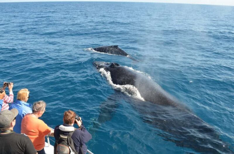 Samana: Whale Watching and Cayo Levantado Full Day Tour - Key Points  