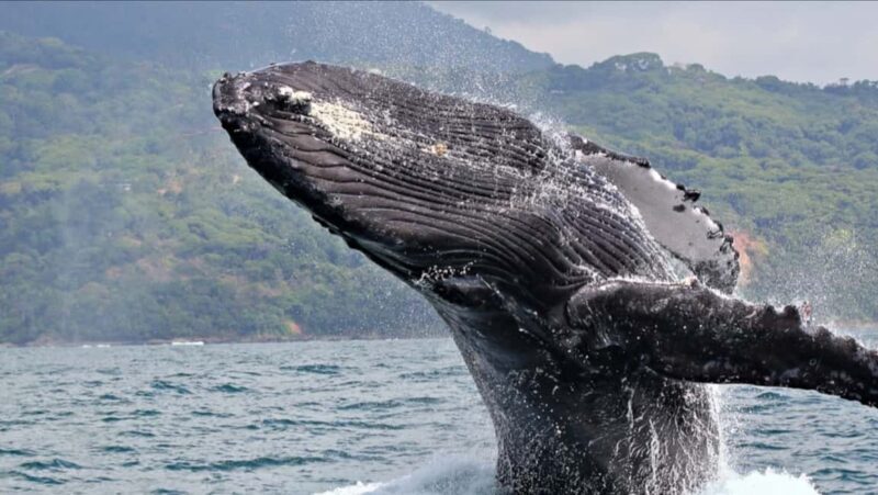 Samana: Whale Watching and Cayo Levantado Full Day Tour - The Itinerary: What to Expect on This Full Day Adventure