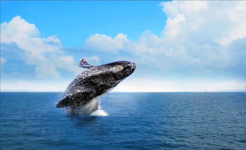 Samana: Whale Watching and Cayo Levantado Full Day Tour - The Value of This Tour