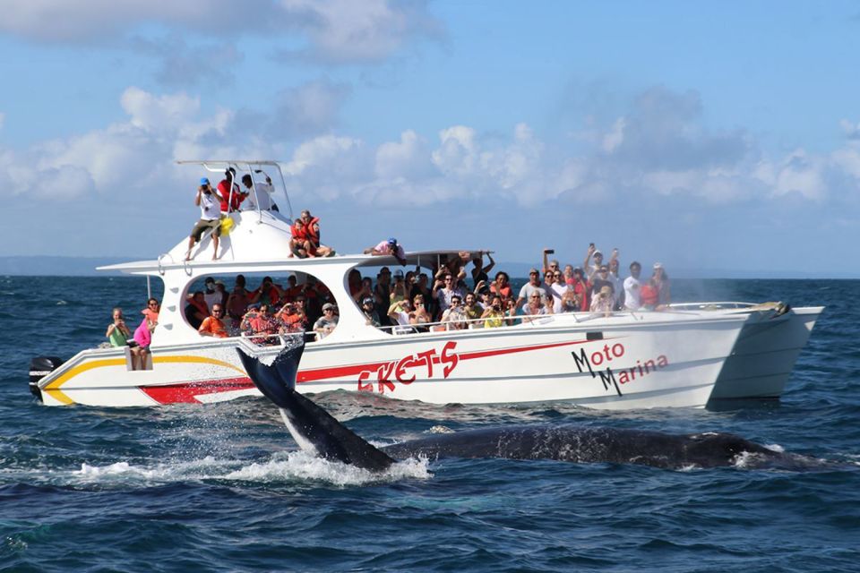Samana: Whale Watching and Cayo Levantado Full Day Tour - Inclusions
