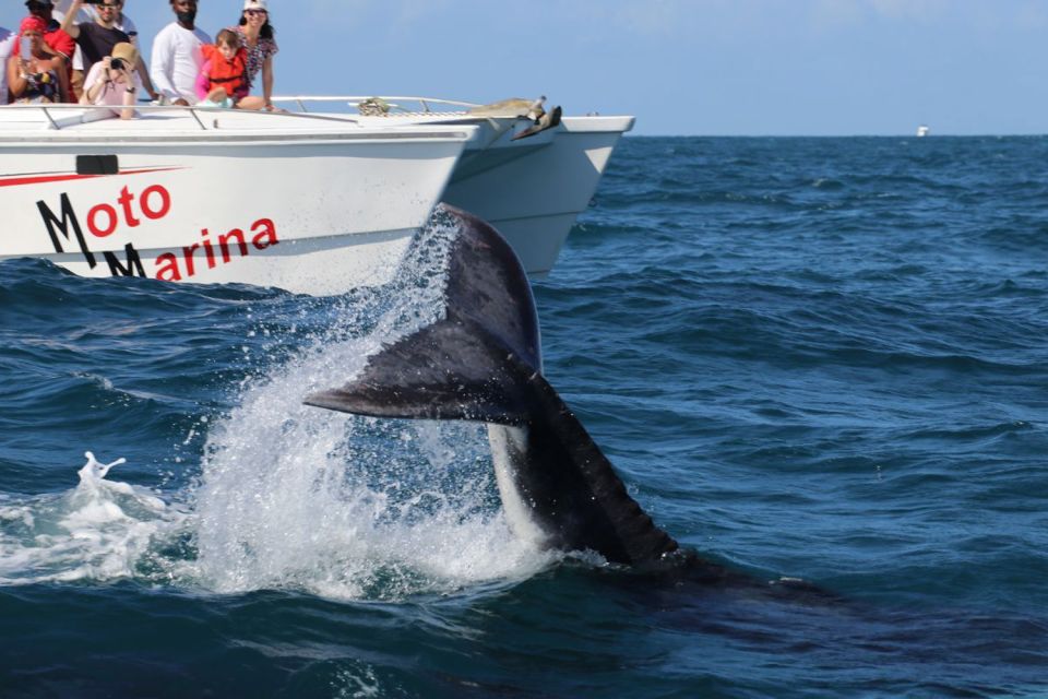 Samana: Whale Watching and Cayo Levantado Full Day Tour - Swimming and Relaxation