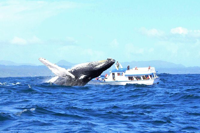 Samaná Whale Watching + Cayo Levantado (Bacardi Island). - Whale Watching in Samana Bay  