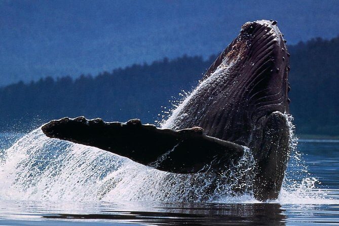 Samana Whale Watching + Cayo Levantado ( Bacardi Island) with Lunch by Locals - Who Will Enjoy This Tour?