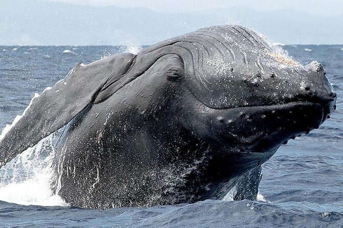 Samana Whale Watching + Cayo Levantado ( Bacardi Island) with Lunch by Locals - Final Thoughts: A Good Balance of Nature and Scenery