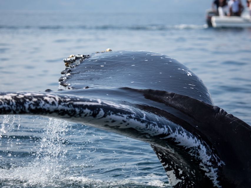 Samana: Whale Watching, Cayo Levantado & Limon Waterfall Tour - Humpback Whale Sightings