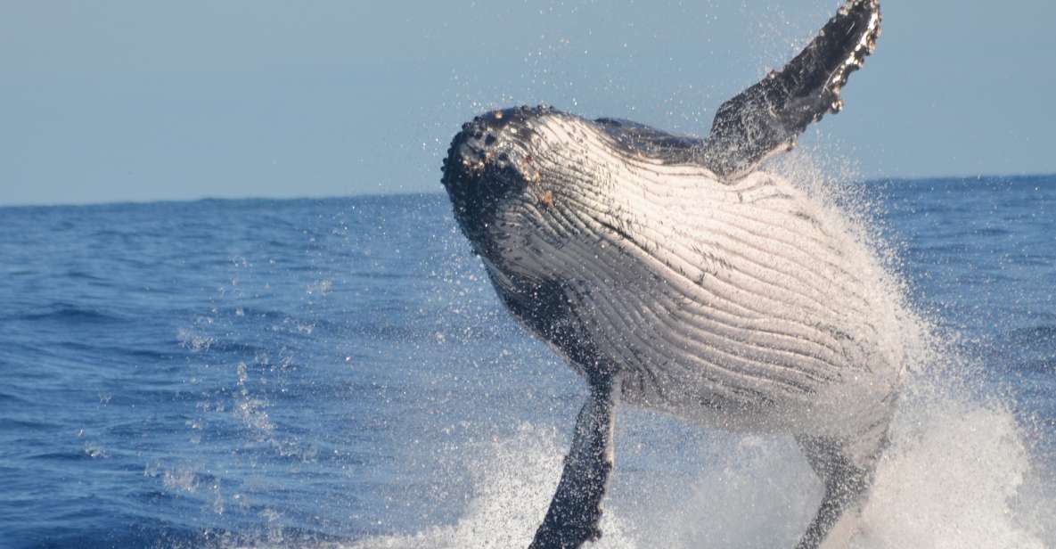 Samana: Whale Watching, Cayo Levantado & Limon Waterfall Tour - Frequently Asked Questions