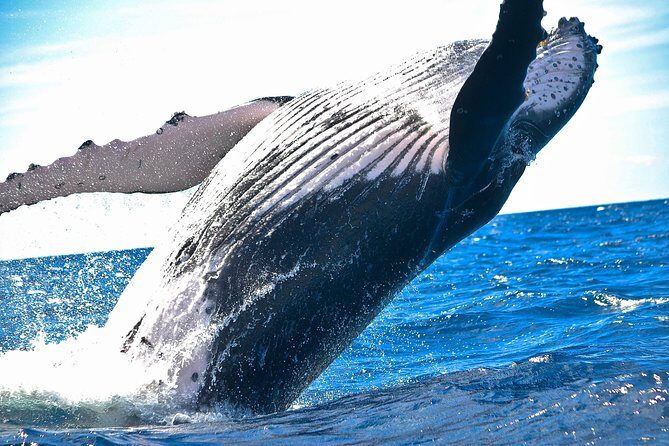 Samana Whale Watching Tour From Las Terrenas. Cayo Levantado with Lunch - FAQs