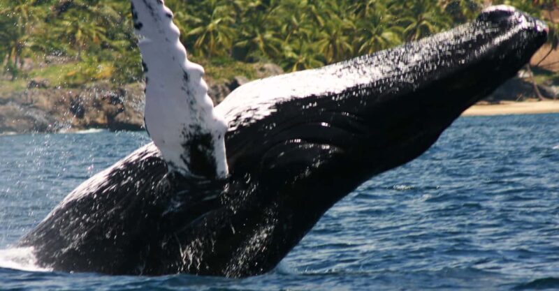 Samana: Whale Watching Tour - Who Should Consider This Tour?