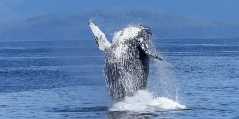 Samaná: Whale Watching Tour with Guide - Key Points