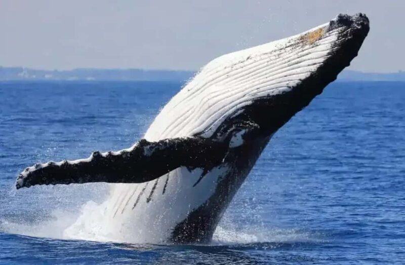 Samaná: Whale Watching Tour with Guide - The Sum Up