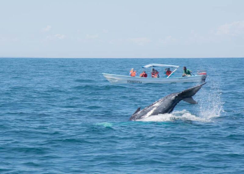 Samaná: Whale Watching Tour with Snacks - Key Points
