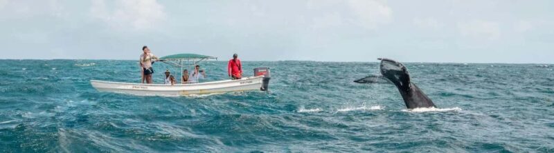 Samaná: Whale Watching Tour with Snacks - Price and Value