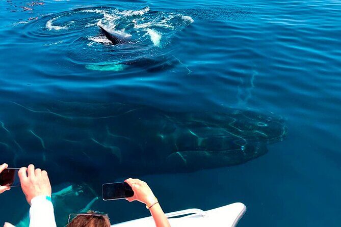 Samaná Whale Watching, waterfall & Cayo Levantado Adventure - The Balance of the Experience