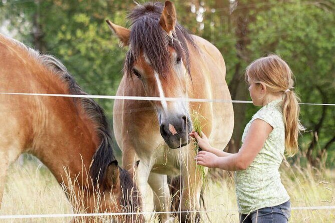 Samaná Whale Watching, waterfall & Cayo Levantado Adventure - Who Should Consider This Tour?
