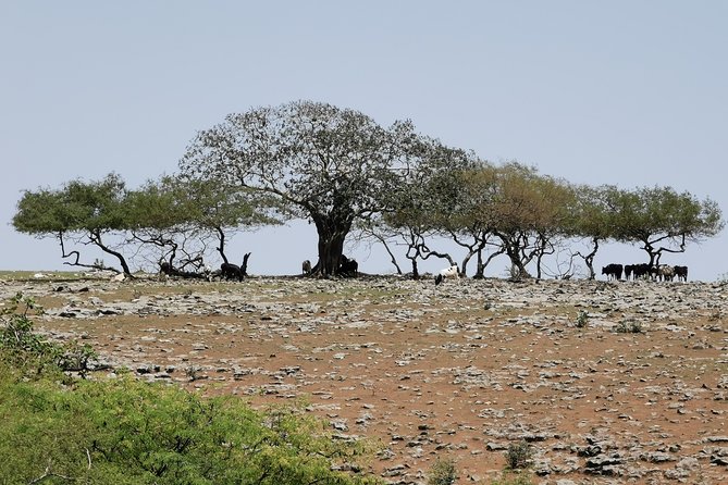 Samhan Mountain Safari With Lunch (Experience Dhofar Highest Peak) - Experiencing Gravitys Unique Effects