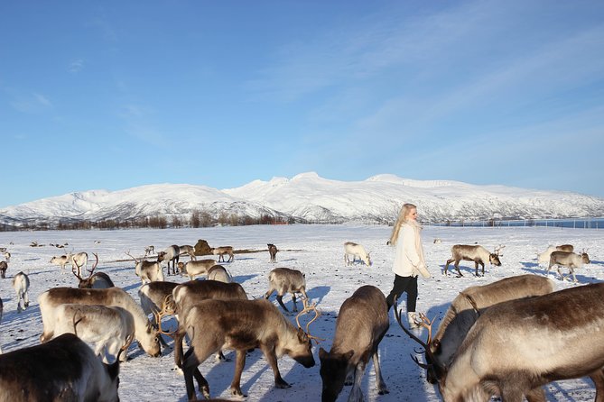 Sami Culture and Short Reindeer Sledding From Tromso - Additional Information