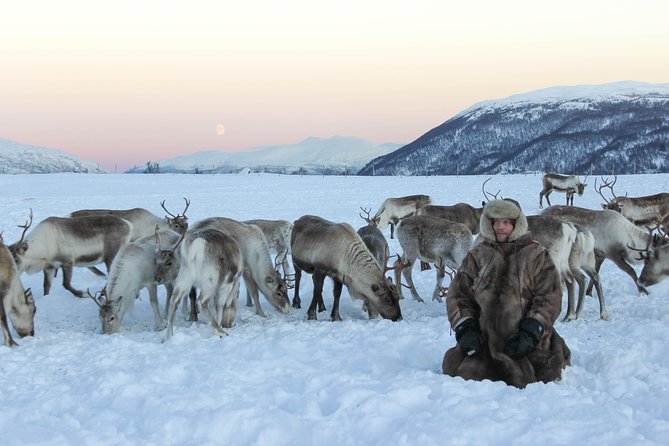 Sami Culture and Short Reindeer Sledding From Tromso - Recap