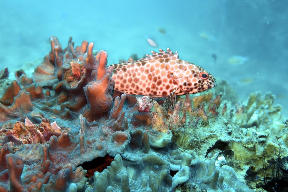 Samui: Intro Dive in Koh Tao - Restrictions and Limitations